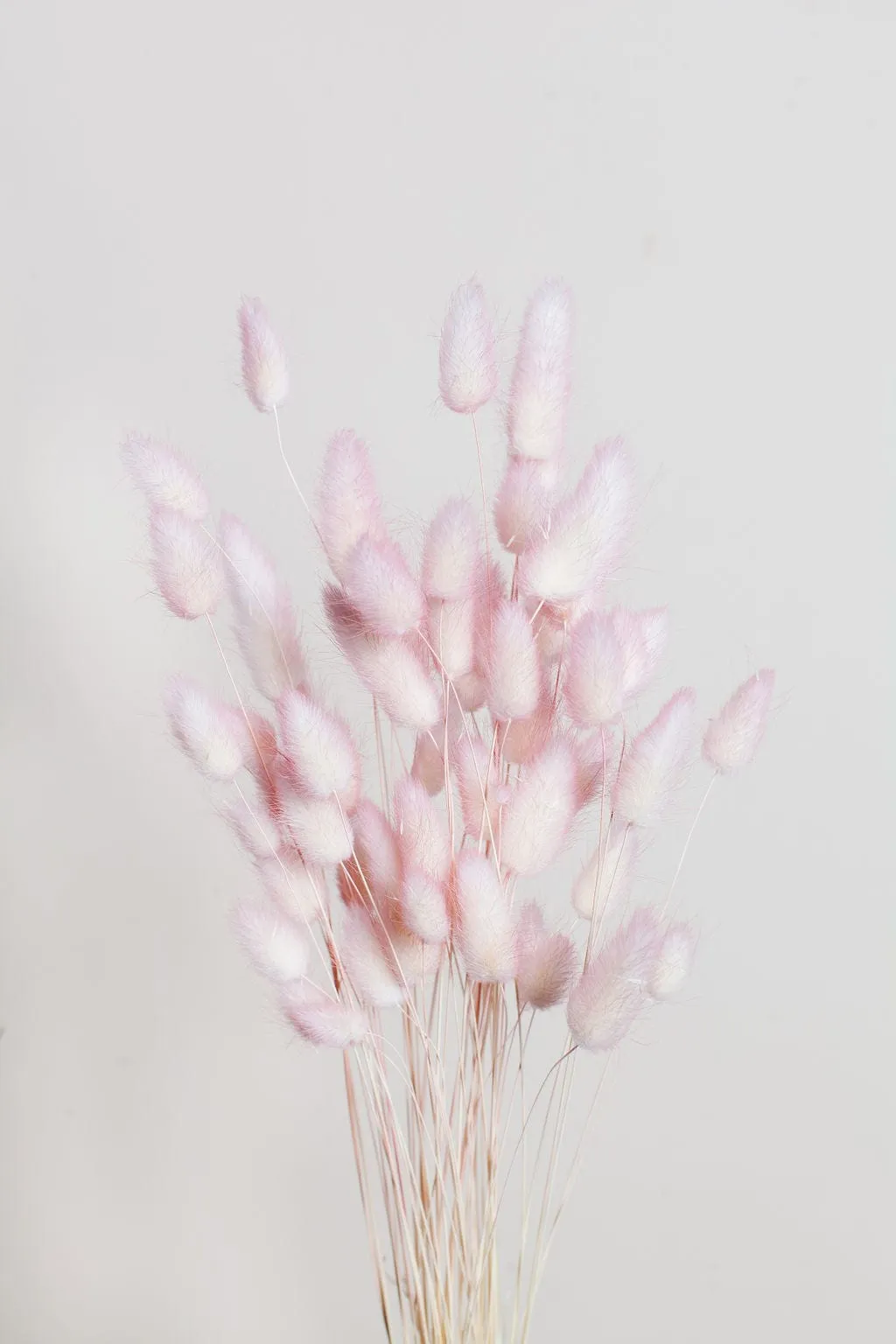 Preserved Two Tone Blush Bunny Tail